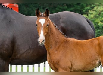 Hanoverian, Mare, , Brown