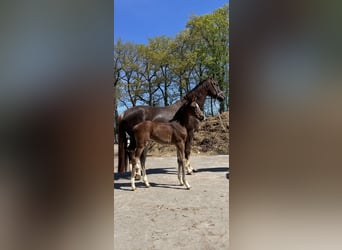 Hanoverian, Mare, , Brown