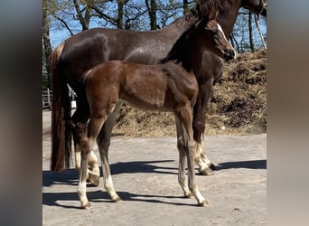 Hanoverian, Mare, , Brown