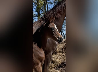 Hanoverian, Mare, , Brown