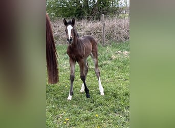 Hanoverian, Mare, , Brown