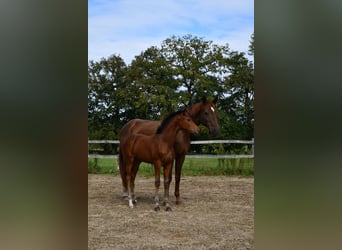 Hanoverian, Mare, Foal (06/2024), Brown