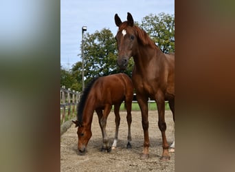 Hanoverian, Mare, Foal (06/2024), Brown