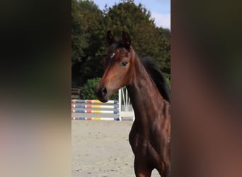 Hanoverian, Mare, Foal (04/2026), Brown