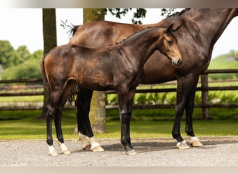 Hanoverian, Mare, Foal (03/2025), Brown
