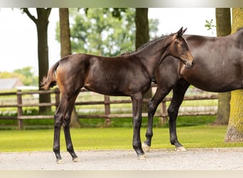 Hanoverian, Mare, Foal (03/2025), Brown