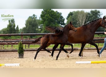 Hanoverian, Mare, Foal (03/2025), Brown