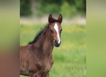 Hanoverian, Mare, , Brown