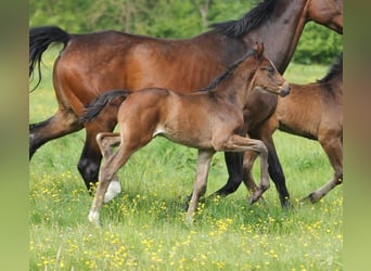 Hanoverian, Mare, , Brown