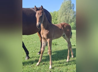 Hanoverian, Mare, , Brown