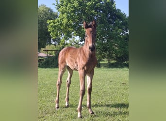 Hanoverian, Mare, , Brown