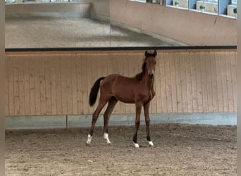 Hanoverian, Mare, Foal (04/2026), Brown