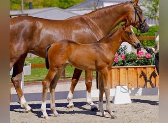 Hanoverian, Mare, , Brown