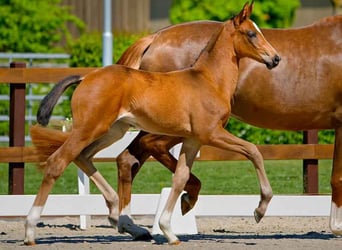 Hanoverian, Mare, , Brown