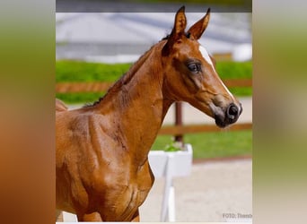 Hanoverian, Mare, , Brown