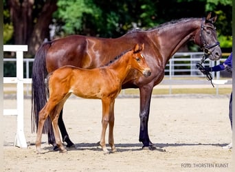 Hanoverian, Mare, Foal (07/2026), Brown