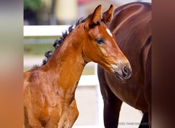 Hanoverian, Mare, Foal (07/2026), Brown