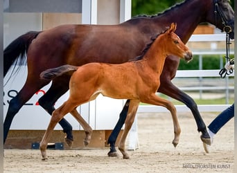 Hanoverian, Mare, Foal (07/2026), Brown