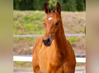 Hanoverian, Mare, Foal (06/2026), Brown