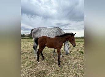 Hanoverian, Mare, Foal (05/2026), Brown