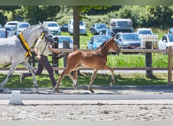 Hanoverian, Mare, Foal (04/2026), Brown