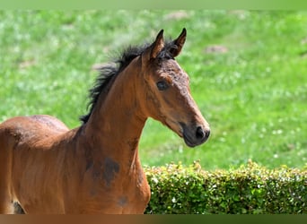 Hanoverian, Mare, , Brown