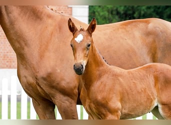 Hanoverian, Mare, , Brown