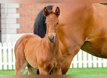 Hanoverian, Mare, , Brown