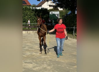 Hanoverian, Mare, Foal (03/2024), Brown