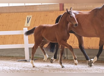 Hanoverian, Mare, Foal (03/2024), Brown