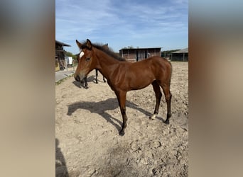 Hanoverian, Mare, Foal (06/2025), Brown