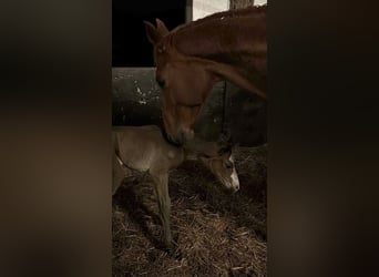 Hanoverian, Mare, Foal (03/2026), Brown