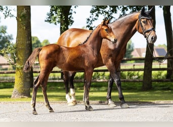 Hanoverian, Mare, Foal (04/2025), Brown
