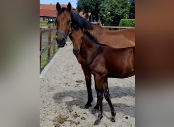 Hanoverian, Mare, Foal (05/2026), Brown