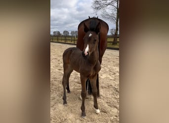 Hanoverian, Mare, , Brown