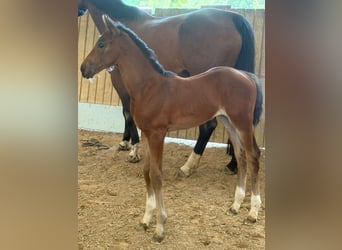 Hanoverian, Mare, , Brown