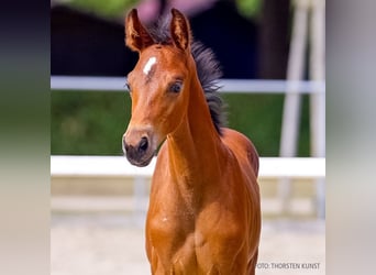 Hanoverian, Mare, Foal (07/2026), Brown