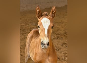 Hanoverian, Mare, Foal (04/2026), Brown