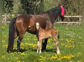 Hanoverian, Mare, Foal (04/2026), Brown