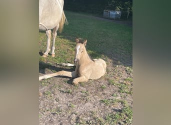Hanoverian, Mare, Foal (01/2026), Buckskin