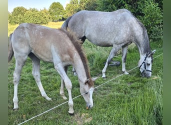 Hanoverian, Mare, Foal (03/2026), Can be white