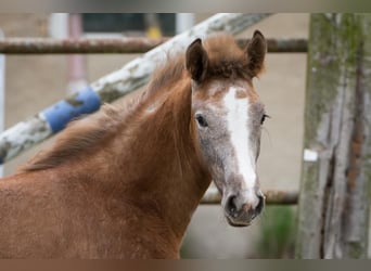 Hanoverian, Mare, Foal (02/2023), Can be white