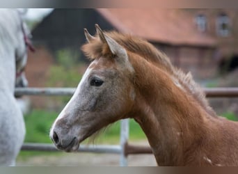 Hanoverian, Mare, Foal (02/2023), Can be white