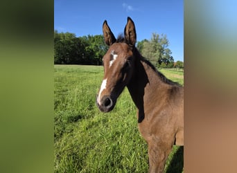 Hanoverian, Mare, Foal (04/2026), Can be white