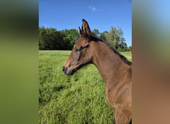Hanoverian, Mare, Foal (04/2026), Can be white