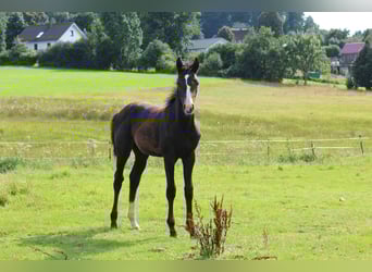 Hanoverian, Mare, Foal (04/2025), Can be white