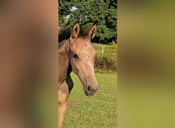 Hanoverian, Mare, Foal (04/2025), Can be white