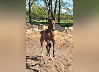 Hanoverian, Mare, , Can be white