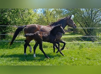 Hanoverian, Mare, , Can be white