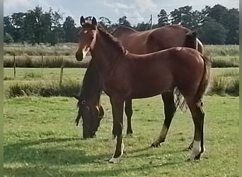 Hanoverian, Mare, Foal (04/2024), Can be white